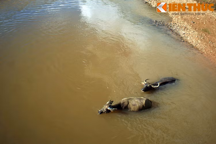 Danh tướng họ Trần nhìn cậu bé mỉm cười rồi gật đầu đồng ý. Ông để cậu bé ngồi trước cầm thừng giong trâu, còn ông ngồi sau. Con trâu to khỏe lướt qua sông băng băng.