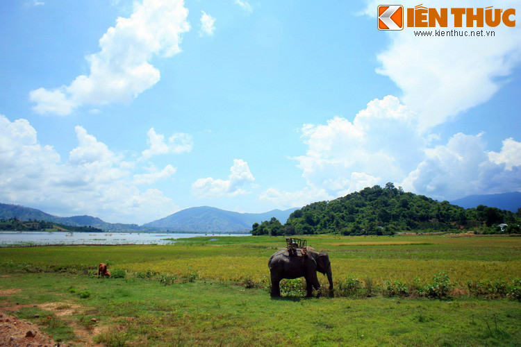 Sang sông rồi, Hưng Đạo Vương quay lại nhìn lần cuối con voi bị sa lầy, nước mắt ứa ra. Rồi ông nguyện rằng, ngày thắng trận sẽ dựng tượng voi và tượng con trâu bên bờ sông để ghi nhớ sự đóng góp của những con vật này vào cuộc kháng chiến của dân tộc...