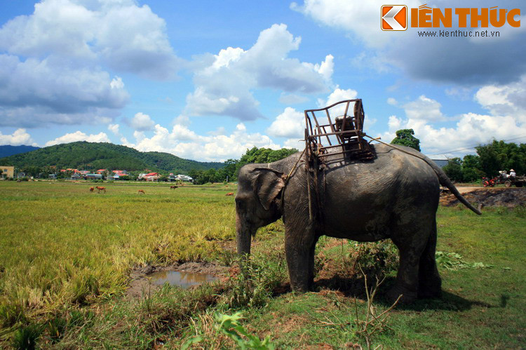 Theo đó, trong trận đánh sông Bạch Đằng, khi Trần Hưng Đạo cưỡi voi vượt qua sông Hóa đã không may bị sa lầy. Ông xuống voi và động viên quân lính cùng nhau ra sức kéo voi lên, nhưng con voi ngày càng bị lún sâu.