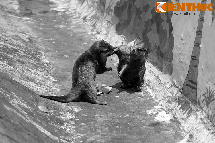  Tục thờ rái cá ở Việt Nam có nguồn gốc từ lâu đời, thể hiện dưới nhiều hình thức khác nhau. Tại miền Bắc, ngư dân các làng ven biển ở Ninh Bình thờ rái cá với danh xưng “Lang Thát Đại Tướng Quân”. Việc thờ phụng này gắn với truyền thuyết vua Đinh Tiên Hoàng có cha là rái cá.