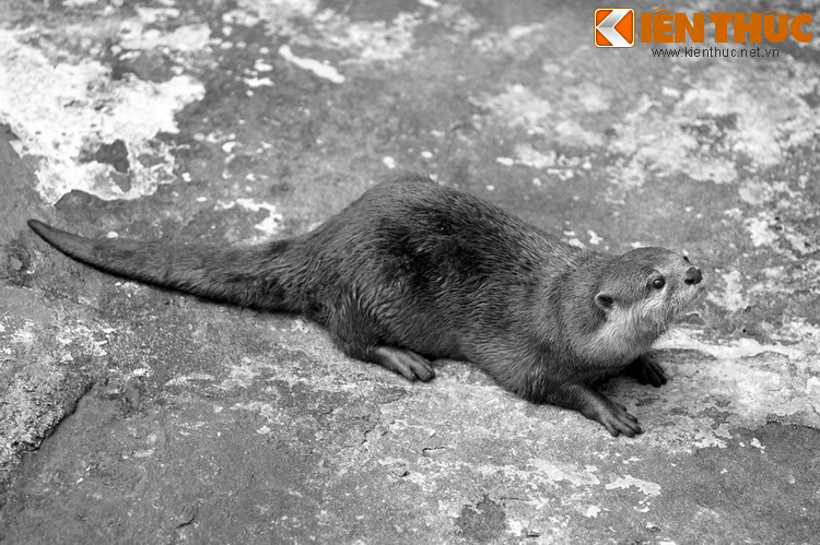 Tục thờ rái cá phổ biến hơn cả ở Nam Bộ, với nhiều ngôi đình làng phong thần cho loài vật này. Tại mảnh đất phương Nam, việc thờ phụng rái cá gắn với truyền thuyết về cuộc bôn đào của chúa Nguyễn Ánh dưới sự truy lùng gắt gao của quân Tây Sơn.