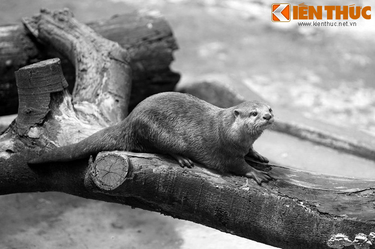 Đội thuyền chiến của quân Tây Sơn từ đâu xông tới. Đoàn thủy binh của Nguyễn Ánh yếu thế, xem chừng sẽ bị xóa sổ. May sao trời nổi giông tố dữ dội, chúa Nguyễn nhờ đó thoát nạn. Sau khi lên ngôi, vua Gia Long đã sắc phong cho hai chú rái cá ngày nào là “Lang Thát nhị đại tướng quân”.