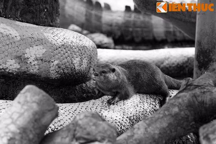 Để đáp lại công ơn của bầy rái cá, chúa Nguyễn Ánh ngay lập tức đã sắc phong cho chúng là “Lang Lại đại tướng quân” Lạ lùng thay, đám rái cá như hiểu được tiếng người, tỏ vẻ mừng rỡ, nhảy nhót ăn mừng một hồi lâu rồi lại lặn xuống biển.