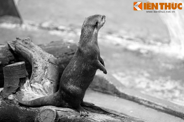 Theo một giai thoại khác thì một lần thuyền chúa Nguyễn trong rạch sắp ra đến vịnh Thái Lan, bỗng có hai con rái cá bay ngang chặn mũi thuyền lại. Cho rằng đây là điềm báo không hay, chúa cho thuyền quay lại, nhưng không còn kịp nữa.