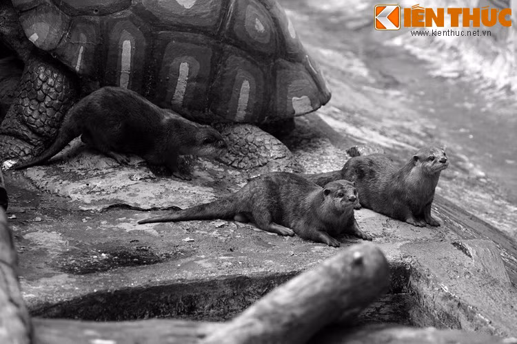 Theo thời gian, từ các giai thoại của nhà Nguyễn, tín ngưỡng thờ rái cá đã đi vào trong tâm thức dân gian, và rái cá trở thành vị phúc thần phù hộ cho người làm nghề chài lưới. Với người đi khai hoang mở cõi, nơi nào rái cá trú ngụ thì nơi đó là đất lành, có thể sinh sống lâu dài...