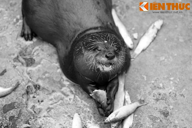 Chờ cả buổi không thấy động tĩnh gì, tất cả vui mừng vì đã thoát nạn. Chúa Nguyên quay lại xem vì sao quân Tây Sơn không đuổi theo thì thấy dấu chân rái cá đã quần nát một vùng, làm mất hẳn dấu chân mình. Thấy chúa Nguyễn, đám rái cá từ dưới biển chạy tới như chào mừng.