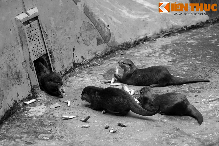 Ở miền Trung, quyển Ngọc Thu cổ tích (thần phả làng Ngọc Thu) ghi lại chuyện rái cá có công canh giữ thi hài Đại Càn thánh nương (Thái hậu nhà Tống bị chết trên biển) lúc bà tấp vào cửa Càn ở Quỳnh Lưu, Nghệ An. Điều này khiến dân địa phương thấy linh dị nên chôn cất và lập miếu thờ.