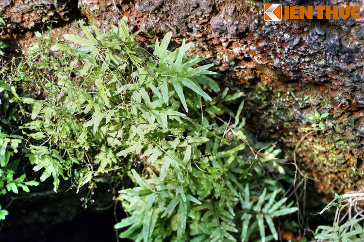 Những phiến đá ong bên trong miệng giếng xóm Sài. Nét đặc trưng khác của giếng cổ Đường Lâm là miệng giếng ghép bằng những tảng đá ong sần sùi, màu nâu trầm, rất bền và vững chãi.