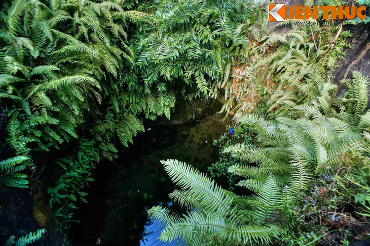 Cây dại mọc trong giếng cạnh đình Mông Phụ. Theo năm tháng, đời sống vật chất của con người ngày càng được nâng cao, giếng khoan và nước máy dần dần thay thế giếng cổ. Nhiều chiếc giếng trăm tuổi ít người qua lại nên nước tù đọng, bị cây cỏ dại bao phủ.