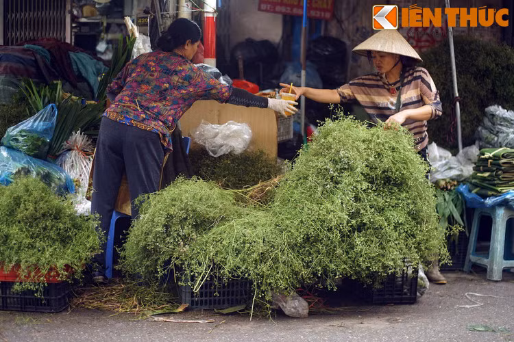 Theo đó, cây rau mùi được cho để cho trổ hoa, kết quả mới thu hoạch gọi là mùi già. Khi đó những bó mùi đun lên sẽ cho mùi thơm nồng nàn.