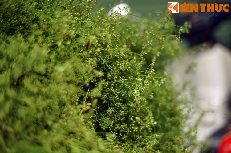 Mùi hương ấy gắn với một nét đẹp văn hóa được nhiều gia đình duy trì qua nhiều thế hệ, đó là tắm nước lá mùi già vào ngày Tất niên. Đây là một tập quán mang ý nghĩa nhân văn sâu sắc.