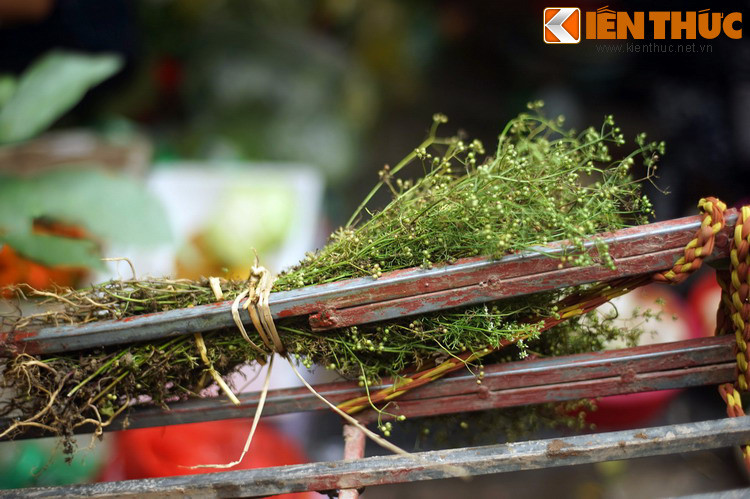 Hương thơm của lá mùi già đọng lại rất lâu, có thể phảng phất trong nhà đến vài ba ngày Tết, góp phần tạo nên một bầu không khí an lành trong dịp lễ cổ truyền quan trọng nhất của dân tộc...