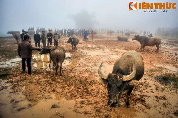 Giá trị giao dịch của mỗi phiên chợ trâu lên đến hàng tỉ đồng. Nhờ có chợ trâu mà đời sống của người dân ở xã Sín Chéng thêm phần ấm no.