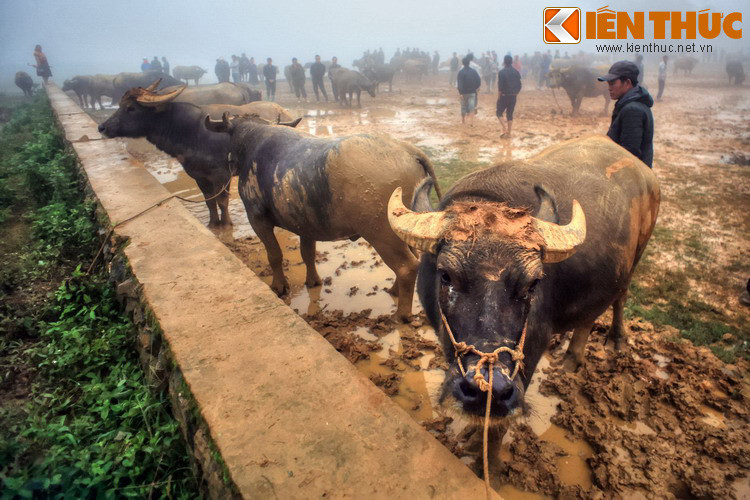 Số lượng trâu được giao dịch ở chợ lên tới cả trăm con, chủ yếu là trâu đực. So với trâu cái, trâu đực có thể hình to lớn và sức kéo tốt hơn.