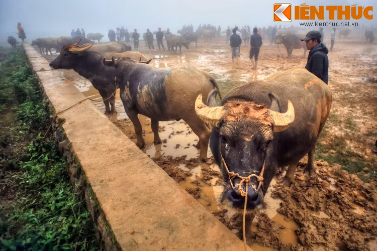 Số lượng trâu được giao dịch ở chợ lên tới cả trăm con, chủ yếu là trâu đực. So với trâu cái, trâu đực có thể hình to lớn và sức kéo tốt hơn.