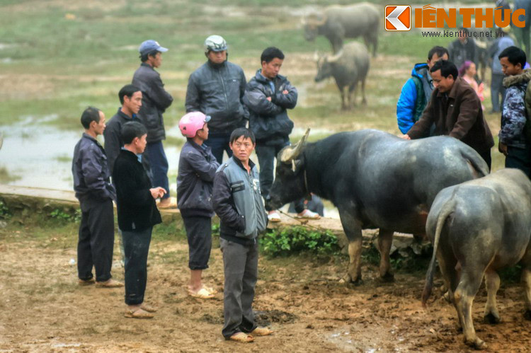 Người mua trâu xem và trả giá với chủ trâu ngay tại chỗ. Những con trâu tốt có giá lên đến cả trăm triệu đồng.