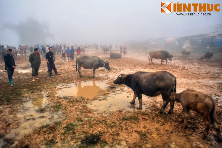 Người mua bán ở chợ trâu chủ yếu là đồng bào dân tộc H'Mông và một số dân tộc anh em. Ngoài người địa phương, có nhiều thương lái đến từ xa để tìm mua trâu.