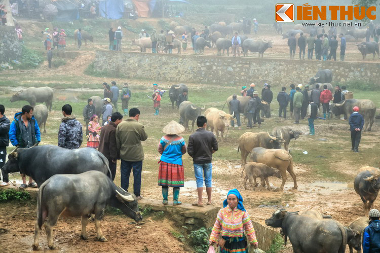 Chợ trâu họp trên một bãi đất lớn có diện tích bằng cả một sân vận động, nằm cạnh khu nhà chợ Sín Chéng. Bất chấp thời tiết mưa rét, từ sáng sớm người buôn bán trâu đã đổ về đây rất đông.