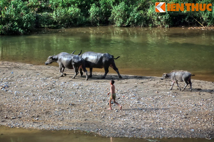 Dẫu vậy ý kiến trên bị cho là thiếu cơ sở vì chỉ được ghi nhận qua một số lời kể chứ không có tư liệu chính thức nào của Pháp xác nhận. Ảnh: Trẻ em chăn trâu bên suối ở bản Cát Cát, Sa Pa.