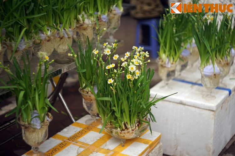 Đúng như lời bà tiên núi, đến mùa xuân, từ mảnh đất của người em bỗng nhiên mọc lên những bụi cây có hoa trắng, hương thơm ngào ngạt. Để ghi nhớ cuộc hội ngộ với bà tiên hiện ra từ mặt nước, người em đặt tên cho loại hoa này là hoa thuỷ tiên.