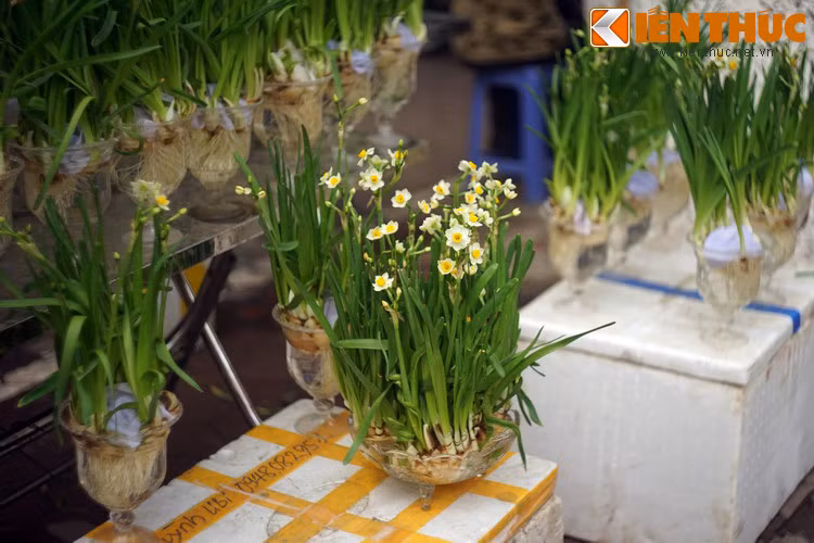 Đúng như lời bà tiên núi, đến mùa xuân, từ mảnh đất của người em bỗng nhiên mọc lên những bụi cây có hoa trắng, hương thơm ngào ngạt. Để ghi nhớ cuộc hội ngộ với bà tiên hiện ra từ mặt nước, người em đặt tên cho loại hoa này là hoa thuỷ tiên.