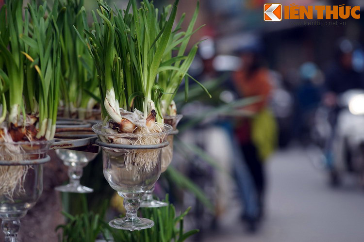 Từ đó, cứ mỗi năm xuân về, người em út lại giàu thêm nhờ mảnh đất nở đầy hoa thủy tiên. Sau ít năm, tài sản của người em đã nhiều hơn cả ba người anh gộp lại. Lúc này những người anh mới hối tiếc cho sự tham lam của mình.