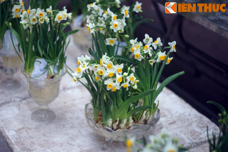 Khi người em đem hoa đi bán, những người thích hoa và nhà giàu đã tranh nhau trả giá để có những cây hoa đẹp nhất. Bán hết hoa, người em trở nên dư dả, bao lo lắng phiền muộn tan biến hết.