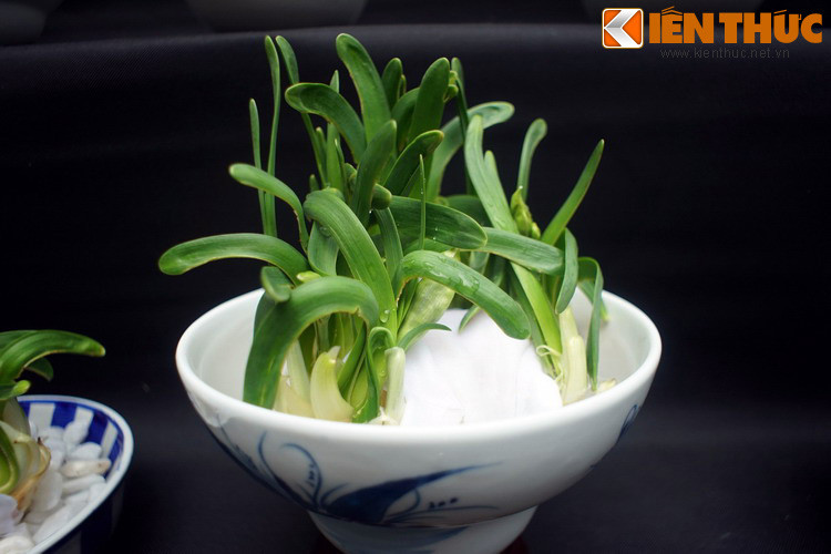 Từ sự tích này, hoa thuỷ tiên đã trở thành biểu tượng của sự may mắn và thịnh vượng trong mùa xuân. Người ta tin rằng, nếu loài hoa này được chăm sóc để nở đúng giao thừa thì những ước vọng năm mới của con người sẽ càng nhiều cơ hội trở thành hiện thực...