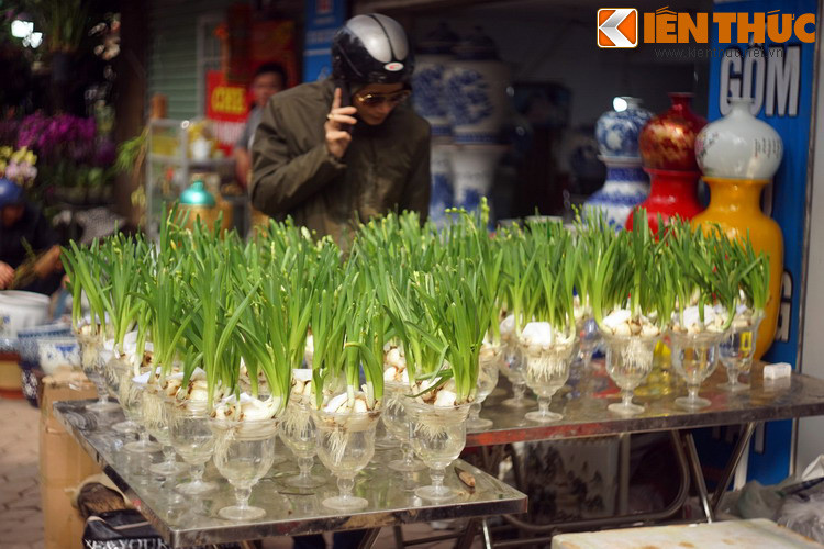 Bà tiên vỗ về và nói cho người em biết rằng mảnh đất này có chứa một kho tàng vô giá. Đó là mầm của một loại cây hoa tuyệt đẹp mà chưa từng có ai biết đến. Mỗi mùa xuân, cây sẽ đâm chồi, nảy lộc, đơm hoa. Mang hoa đi bán sẽ rất được giá và không cần phải lo về kế sinh nhai nữa.