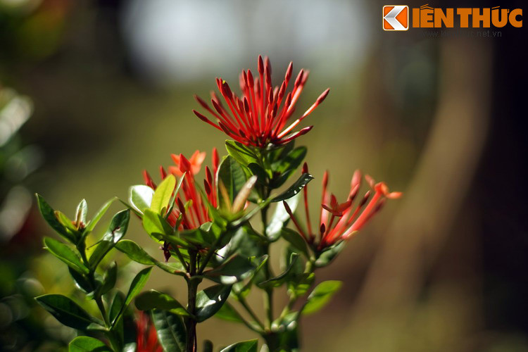 Và từ đó câu chuyện tình thơ mộng “Từ Thức gặp tiên” đã sống mãi với lễ hội Khán hoa mẫu đơn của chùa Phật Tích.