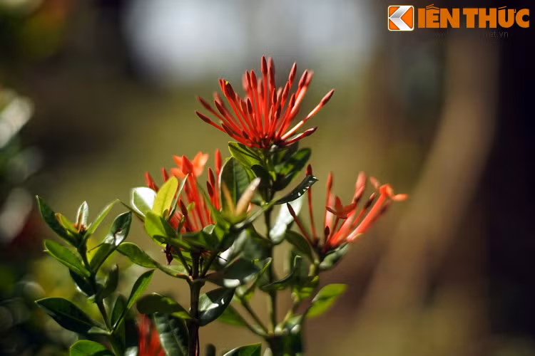 Và từ đó câu chuyện tình thơ mộng “Từ Thức gặp tiên” đã sống mãi với lễ hội Khán hoa mẫu đơn của chùa Phật Tích.