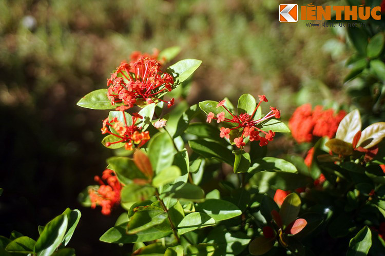 Truyền thuyết kể rằng, xưa kia, vùng núi Phật Tích và vườn chùa Phật Tích trồng bạt ngàn hoa mẫu đơn. Hàng năm, xuân về hoa mẫu đơn nở đỏ rực cả một góc trời.