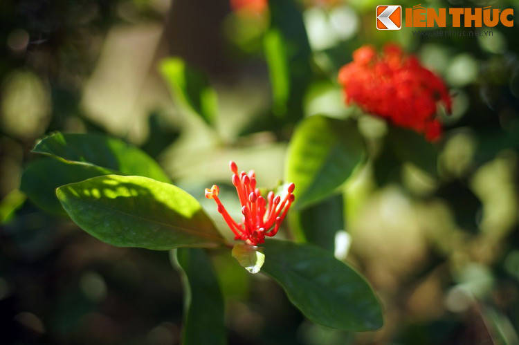 Từ muôn nơi người người đổ về đây trảy hội ngắm hoa và vãn cảnh chùa. Trên trời, nàng tiên Giáng Hương thấy cảnh trần gian tuyệt đẹp, đã xin Ngọc Hoàng cho giáng trần dự hội Khán hoa của chùa.