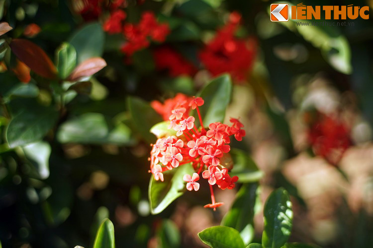 Cảm động với nghĩa cử cao đẹp của chàng trai hào hoa phong nhã, nàng Giáng Hương đã ngỏ lời hò hẹn với chàng và đã mời chàng về chốn “bồng lai” xin kết duyên vợ chồng.