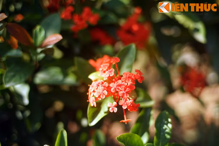 Cảm động với nghĩa cử cao đẹp của chàng trai hào hoa phong nhã, nàng Giáng Hương đã ngỏ lời hò hẹn với chàng và đã mời chàng về chốn “bồng lai” xin kết duyên vợ chồng.