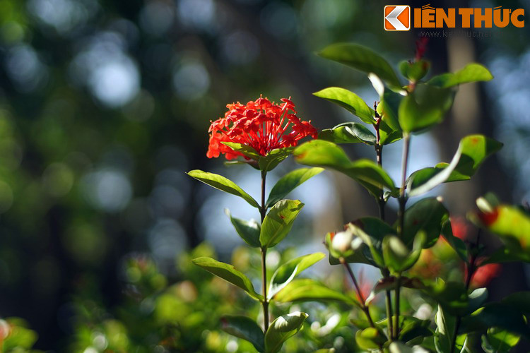 Thường được hái để dâng cúng trong đền chùa, hoa mẫu đơn hay hoa trang là một loài hoa quen thuộc trong những dịp lễ, Tết của Việt Nam. Loài hoa này có liên hệ với một câu chuyện thần tiên nổi tiếng trong sử Việt.