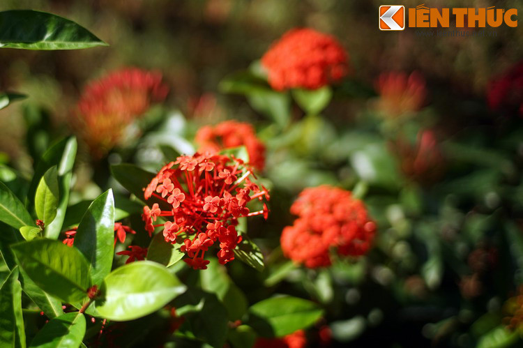 Ngày nay, lễ hội Khán hoa mẫu đơn được tổ chức ở chùa Phật Tích từ ngày mùng 4 Tết hàng năm, thu hút đông đảo du khách trong và ngoài đền địa phương đến lễ Phật, du xuân và trảy hội.