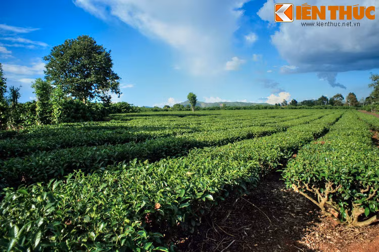 Đó là giai thoại về việc cà phê đã trở thành đồ uống của con người như thế nào. Còn trên phương diện sử học, theo những ghi chép cổ xưa, vùng đất Kaffa (Ethiopia ngày nay) chính là khởi nguyên của việc trồng cà phê và văn hóa uống cà phê.