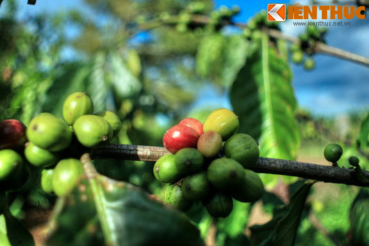 Chuyện được cư dân ở Ethiopia, quê hương của cà phê, truyền lại qua nhiều thế hệ. Theo đó, thuở xa xưa có một cậu thanh niên chăn dê tên Kaldi người xứ Abyssinia. Một ngày nọ, đàn dê của anh ta ăn một quả dại có màu đỏ rồi có những dấu hiệu hưng phấn lạ thường.