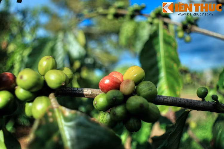 Chuyện được cư dân ở Ethiopia, quê hương của cà phê, truyền lại qua nhiều thế hệ. Theo đó, thuở xa xưa có một cậu thanh niên chăn dê tên Kaldi người xứ Abyssinia. Một ngày nọ, đàn dê của anh ta ăn một quả dại có màu đỏ rồi có những dấu hiệu hưng phấn lạ thường.