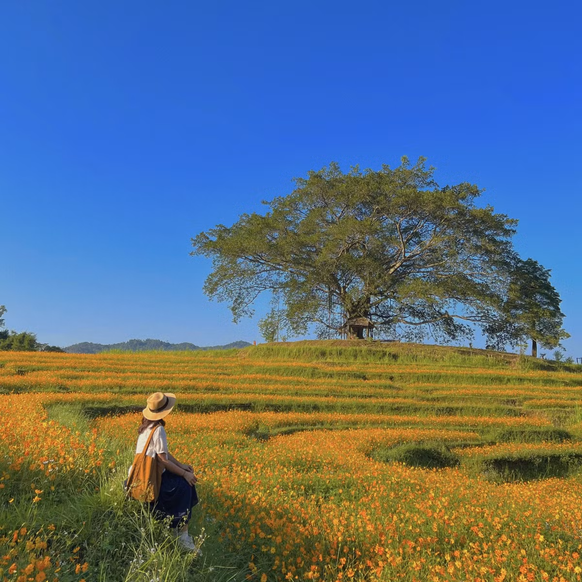 Dong hoa trong tren ruong bac thang, dep nhu co tich o Hoa Binh-Hinh-5
