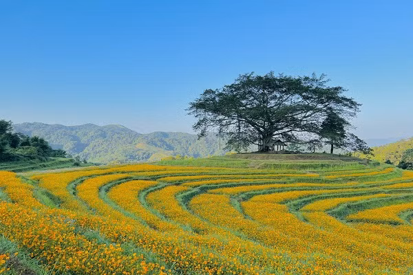 Dong hoa trong tren ruong bac thang, dep nhu co tich o Hoa Binh