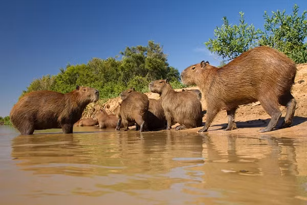 Loai chuot to nhat the gioi con ton tai, co the nang toi nua ta