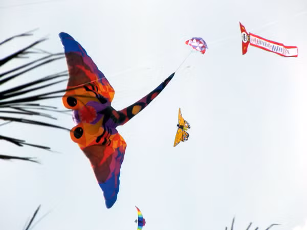 Một trong nhiều con diều ấn tượng của câu lạc bộ này có thể kể đến tác phẩm diều hình cá đuối, dài 70 m rộng 25 m.