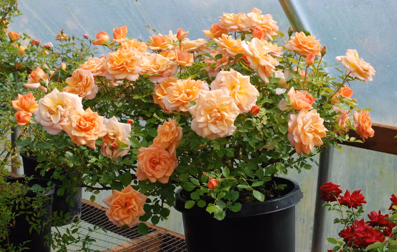 Theo chủ shop hoa trên phố Bà Triệu (Hà Nội): "Golden Buddha có xuất xứ từ Mỹ, mỗi bông có từ 45-90 cánh hoa, màu sắc khá lạ mắt. Mỗi bụi hồng sẽ cao từ 60 - 90 cm. Hiện tại, so với các giống hồng khác như David Austin, Heirloom... thì Golden Buddha khó nhập hàng hơn".