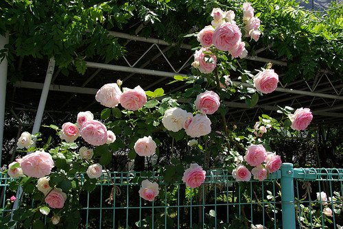 Eden rose 88 - một loại hồng leo đến từ nước Pháp được nhiều khách hàng cực kỳ được yêu thích, vì màu sắc ngọt ngào hồng, đỏ, trắng. Ngoài ra, mức giá của giống hoa này có phần mềm hơn các loại kể trên, mỗi bầu cây nhỏ có giá 500.000 - 700.000 đồng. Với những gốc có tuổi đời bốn năm có giá 4 triệu đồng.