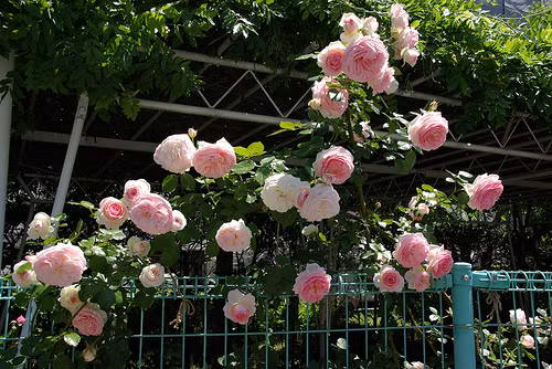 Eden rose 88 - một loại hồng leo đến từ nước Pháp được nhiều khách hàng cực kỳ được yêu thích, vì màu sắc ngọt ngào hồng, đỏ, trắng. Ngoài ra, mức giá của giống hoa này có phần mềm hơn các loại kể trên, mỗi bầu cây nhỏ có giá 500.000 - 700.000 đồng. Với những gốc có tuổi đời bốn năm có giá 4 triệu đồng.