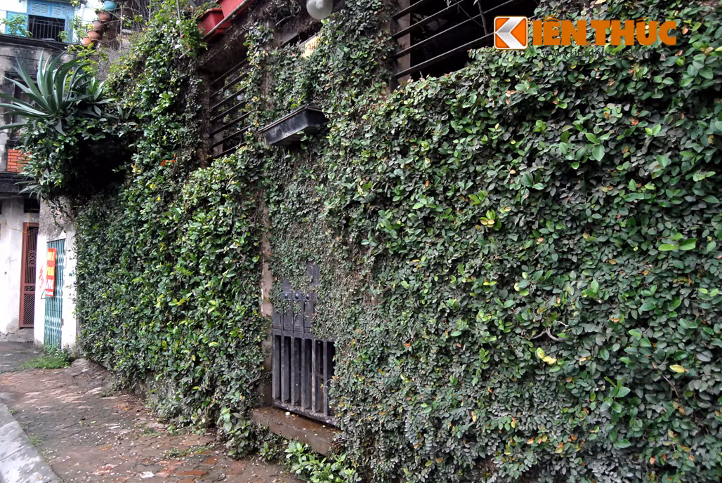 Bức tường dây leo của ngôi nhà là nơi thu hút nhiều bạn trẻ đến chụp ảnh.