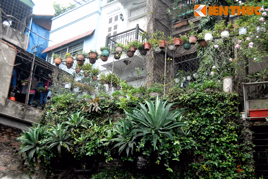 Một người dân (khoảng 60 tuổi) sống gần đây cho biết: "Tính sơ sơ cũng phải hơn trăm chậu hoa, loại treo, loại gài có cả. Vào mùa hoa nở rộ thì cả nhà phủ kín hoa, nhiều người đến chụp ảnh hoặc chụp ở tường dây leo lắm".