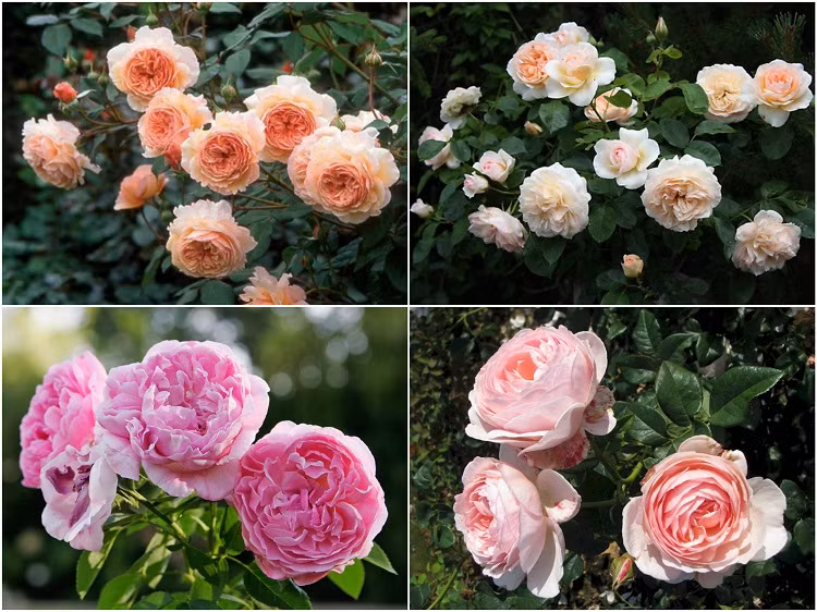 Dan Hà Nọi chi tien trieu mua goc hong ngoại sang chanh-Hinh-2